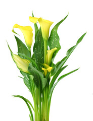 close up on yellow calla lily in pot