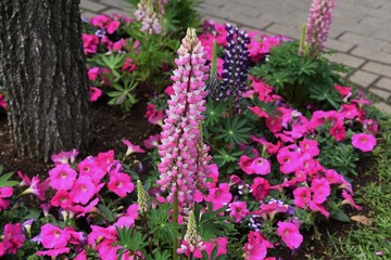 Lupine of group planting in the park.
