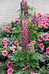 Lupine of group planting in the park.