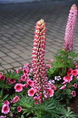 Obraz premium Lupine of group planting in the park.