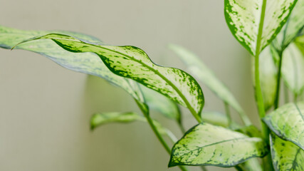 Tropical green and white leaves as houseplant or for home garden