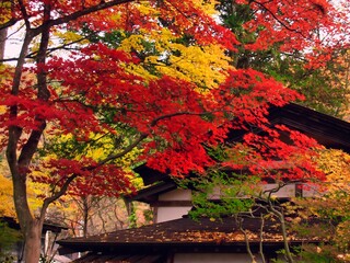 紅葉