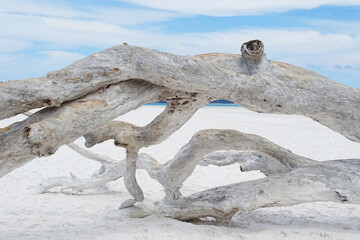 Dried tree on white beach