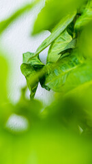 Obraz premium Tropical houseplant with green arrowhead leaves