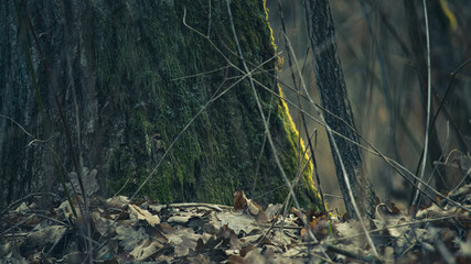 squirrel in the forest