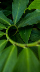 Fototapeta premium Tropical plant with branch and leaves on a circular pattern