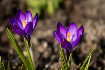 purple crocus flowers
