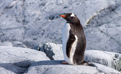Single Gentoo Penguin standing on rock and ice