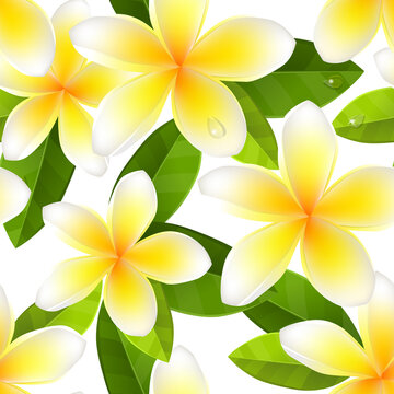 Seamless pattern with white frangipani flowers. Pretty endless texture for your design.