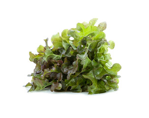 lettuce leaves isolated on white background.
