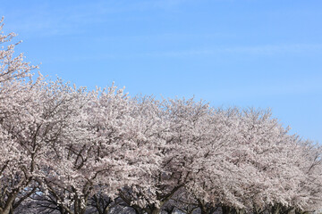 唐古・鍵遺跡史跡公園　桜　満開