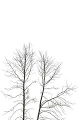 Dead tree isolated on white Background. big tree.