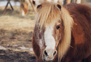 portrait of a horse © Marcin