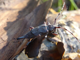 The timberman beetle, Acanthocinus aedilis (female) on a bark of tree.