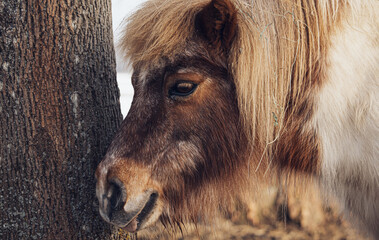 portrait of a horse © Marcin