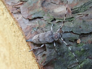 The timberman beetle, Acanthocinus aedilis (female) on a bark of tree.