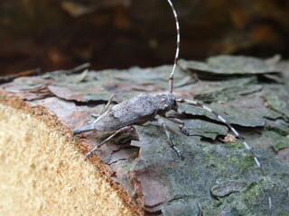 The timberman beetle, Acanthocinus aedilis (female) on a bark of tree.
