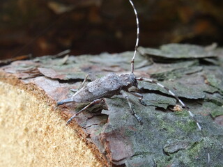 The timberman beetle, Acanthocinus aedilis (female) on a bark of tree.