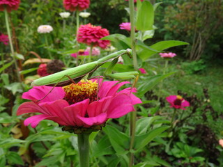 The European mantis (Mantis religiosa) on pink zinnia flower with blurred background.