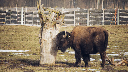 american bison in park - obrazy, fototapety, plakaty