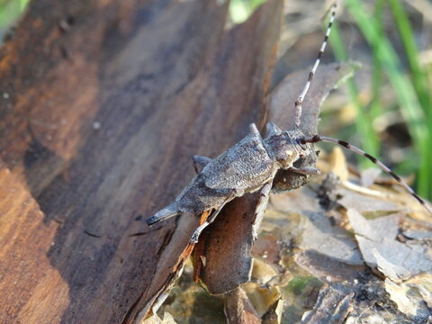 The timberman beetle, Acanthocinus aedilis (female) on a bark of tree.