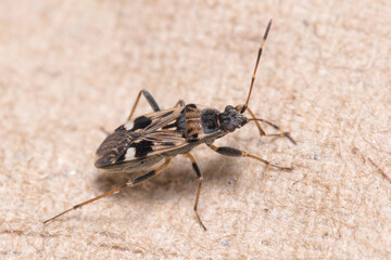 Beosus maritimus insect walking on a cardboard piece. High quality photo