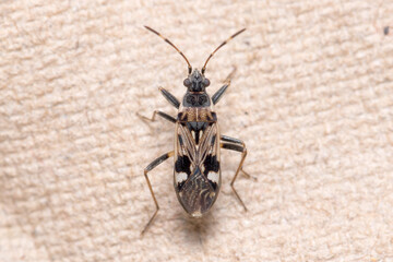 Beosus maritimus insect walking on a cardboard piece. High quality photo