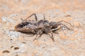 Coranus griseus walking on a rock on a sunny day. High quality photo