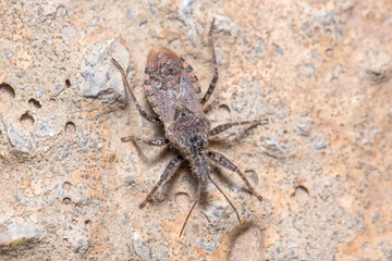 Coranus griseus walking on a rock on a sunny day. High quality photo