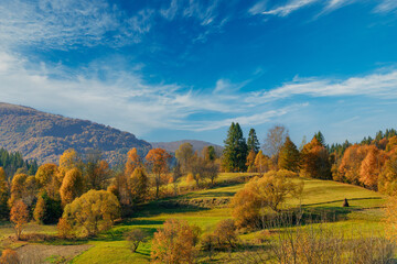 Fototapeta premium Autumn scenery with yellow trees on a hills under blue sky with clouds. Autumn at Carpathian mountains.
