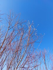 Bare Branches of Willow, sallows and osiers with Fluffy Buds