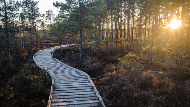 Wooden footpath in Kalnansu swamp, Kabile, Latvia