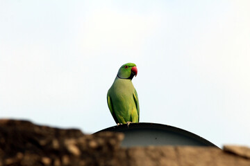 green bird parrot sit on a wheel