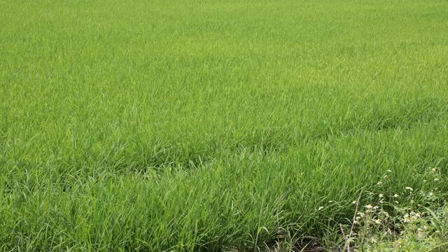 Green background of young rice plants in the paddy fields with their leaves moving with the gentle breeze. Bountiful farmland and natural atmosphere in the countryside of Thailand concept.