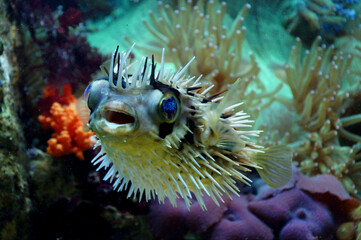 The Long-spine Porcupinefish (Diodon holocanthus), also known as the freckled porcupinefish among...