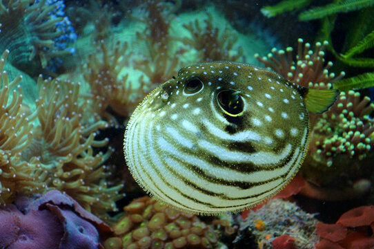 The White-spotted Puffer (Arothron hispidus) is a medium to large size puffer fish, it can reach 50 cm length.