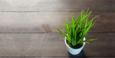 Green grass in a flowerpot. Cereals. Plant in the pot. On a wooden table