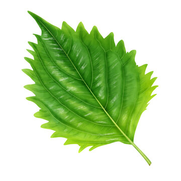 6 153 件の最適な 大葉 画像 ストック写真 ベクター Adobe Stock