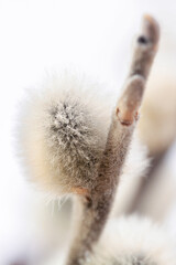Pussy willow blooming little flower bud  for easter holidays postcard on  blur background macro © Tanaly