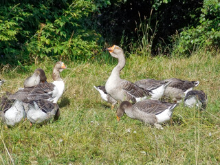 Wild geese graze in the meadow.