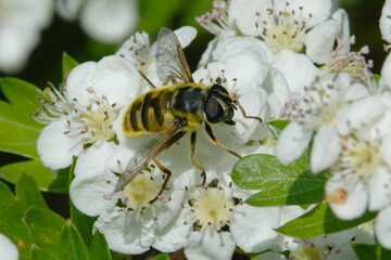 Hoverfly (Myathropa florea) on flowers