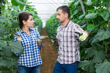 Quarrel of two farmers in the greenhouse during the harvest of cucumbers
