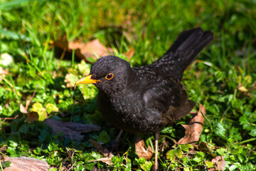blackbird in the grass
