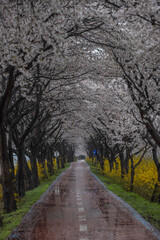충남 보은 벚꽃길