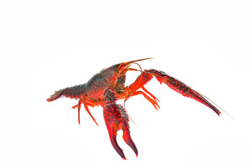 Lobster on a white background