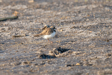 Little ringed plover, charadrius dubius, at sunrise