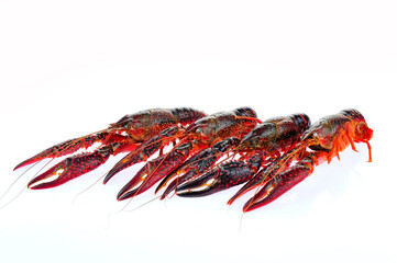 Lobster on a white background