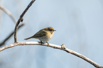Common chiffchaff (Phylloscopus collybita) on tree in the garden