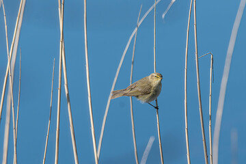Common chiffchaff (Phylloscopus collybita) on tree in the garden