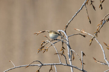 Common chiffchaff (Phylloscopus collybita) on tree in the garden